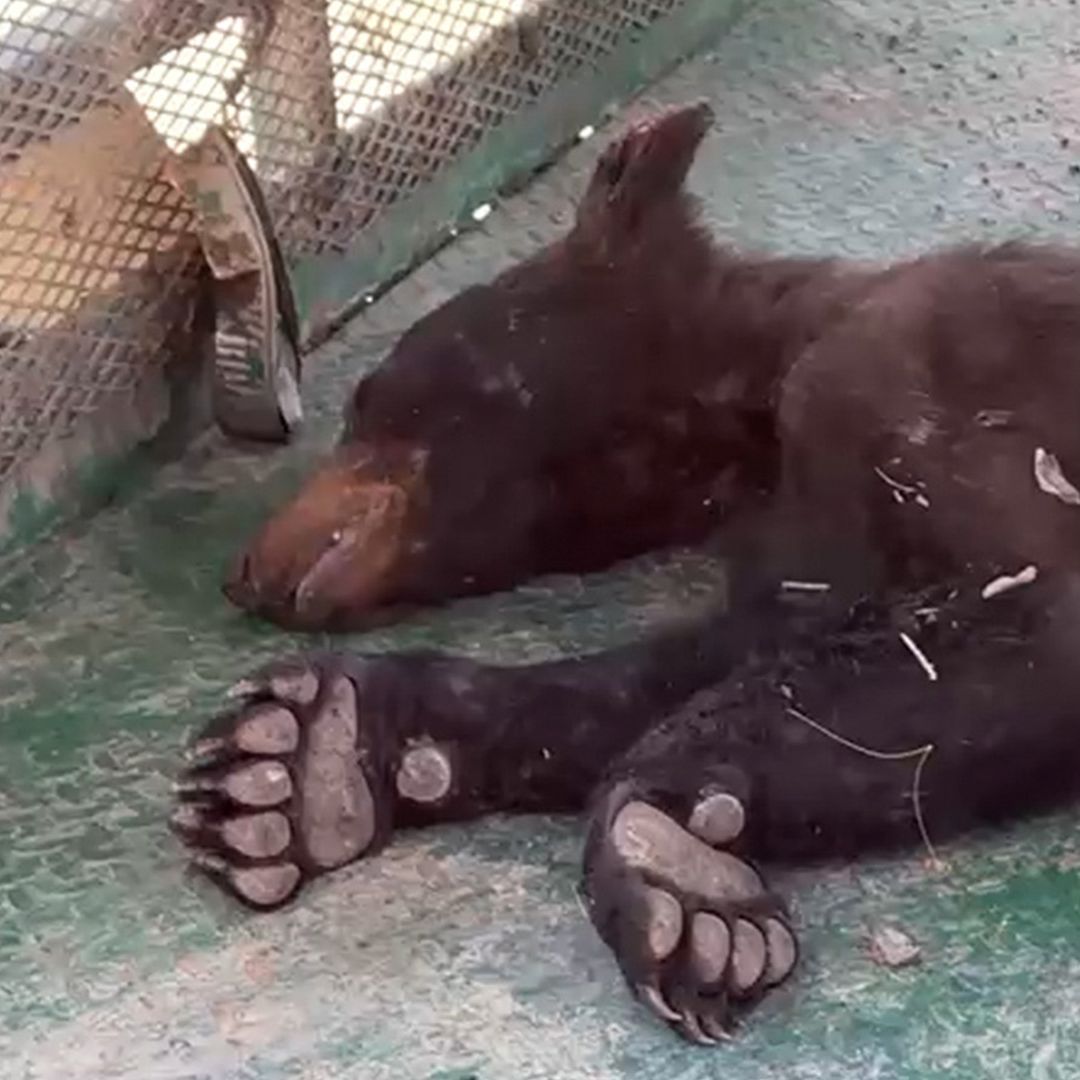 Especialista Explica Avistamiento de Osos Negros en Coahuila